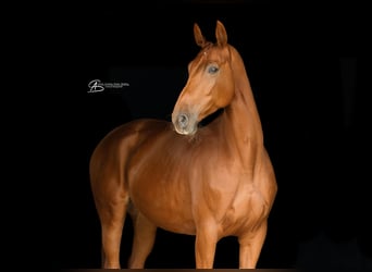 Hannoveraner, Stute, 6 Jahre, 170 cm, Fuchs
