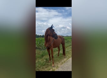 Hannoveraner, Stute, 6 Jahre, 170 cm, Fuchs