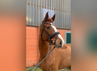 Hannoveraner, Stute, 6 Jahre, 170 cm, Fuchs