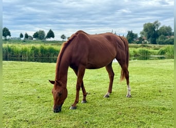 Hannoveraner, Stute, 6 Jahre, 170 cm, Fuchs