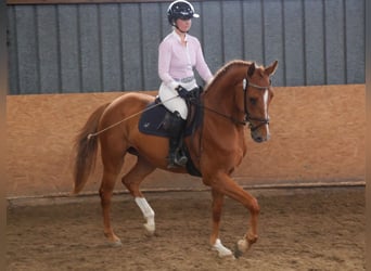 Hannoveraner, Stute, 6 Jahre, 170 cm, Fuchs