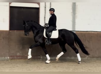 Hannoveraner, Stute, 6 Jahre, 170 cm, Rappe