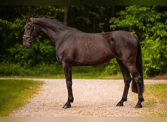 Hannoveraner, Stute, 6 Jahre, 170 cm, Rappe