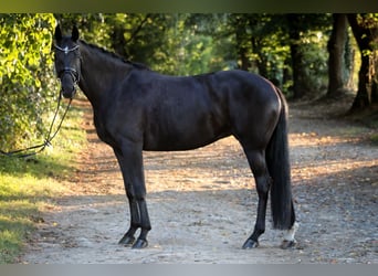 Hannoveraner, Stute, 6 Jahre, 170 cm, Rappe