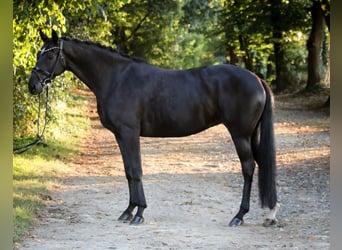 Hannoveraner, Stute, 6 Jahre, 170 cm, Rappe