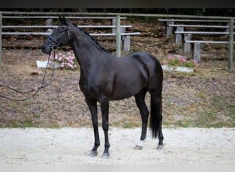 Hannoveraner, Stute, 6 Jahre, 170 cm, Rappe