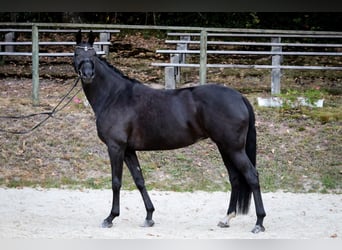 Hannoveraner, Stute, 6 Jahre, 170 cm, Rappe