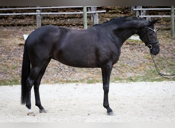 Hannoveraner, Stute, 6 Jahre, 170 cm, Rappe
