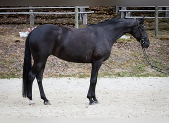 Hannoveraner, Stute, 6 Jahre, 170 cm, Rappe