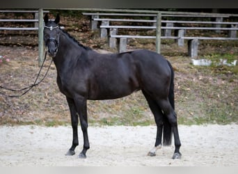 Hannoveraner, Stute, 6 Jahre, 170 cm, Rappe