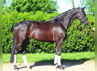 Hannoveraner, Stute, 6 Jahre, 170 cm, Rappe