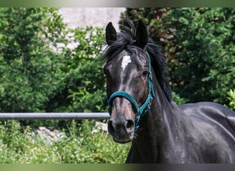 Hannoveraner, Stute, 6 Jahre, 170 cm, Schwarzbrauner