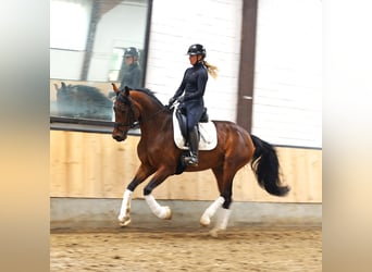 Hannoveraner, Stute, 6 Jahre, 171 cm, Brauner