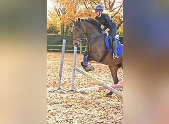 Hannoveraner, Stute, 6 Jahre, 171 cm, Brauner