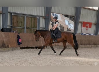 Hannoveraner, Stute, 6 Jahre, 172 cm, Brauner