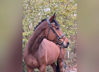 Hannoveraner, Stute, 6 Jahre, 172 cm, Brauner