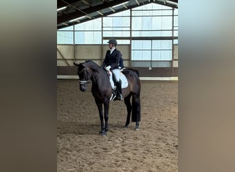 Hannoveraner, Stute, 6 Jahre, 172 cm, Brauner
