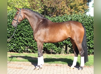 Hannoveraner, Stute, 6 Jahre, 172 cm, Brauner