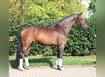 Hannoveraner, Stute, 6 Jahre, 172 cm, Brauner