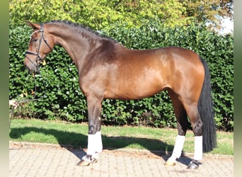 Hannoveraner, Stute, 6 Jahre, 172 cm, Brauner