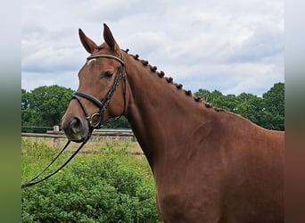 Hannoveraner, Stute, 6 Jahre, 172 cm, Dunkelfuchs