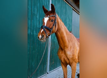 Hannoveraner, Stute, 6 Jahre, 172 cm, Fuchs