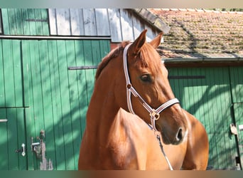 Hannoveraner, Stute, 6 Jahre, 172 cm, Fuchs