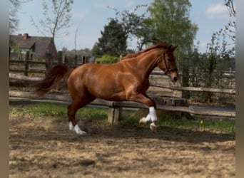Hannoveraner, Stute, 6 Jahre, 172 cm, Fuchs