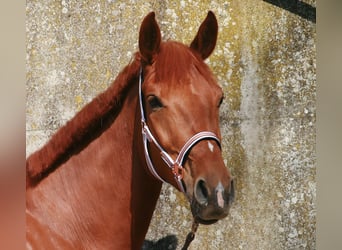Hannoveraner, Stute, 6 Jahre, 172 cm, Fuchs