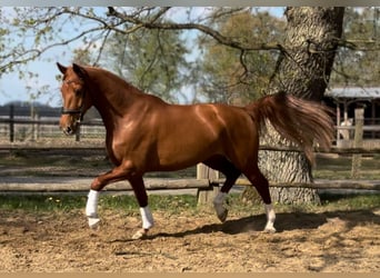 Hannoveraner, Stute, 6 Jahre, 172 cm, Fuchs