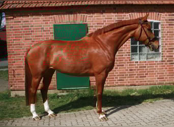 Hannoveraner, Stute, 6 Jahre, 172 cm, Fuchs