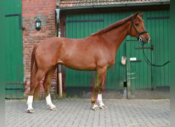 Hannoveraner, Stute, 6 Jahre, 172 cm, Fuchs