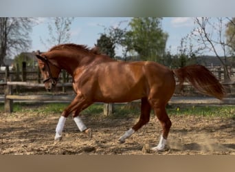Hannoveraner, Stute, 6 Jahre, 172 cm, Fuchs