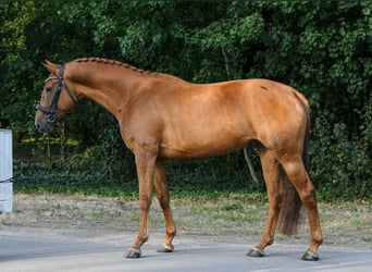 Hannoveraner, Stute, 6 Jahre, 172 cm, Fuchs