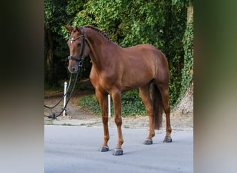 Hannoveraner, Stute, 6 Jahre, 172 cm, Fuchs