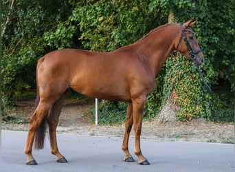 Hannoveraner, Stute, 6 Jahre, 172 cm, Fuchs