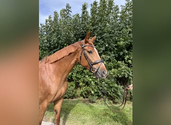 Hannoveraner, Stute, 6 Jahre, 172 cm, Fuchs