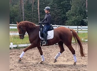 Hannoveraner, Stute, 6 Jahre, 172 cm, Fuchs