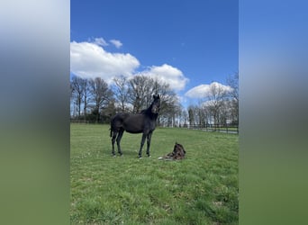 Hannoveraner, Stute, 6 Jahre, 172 cm, Schwarzbrauner