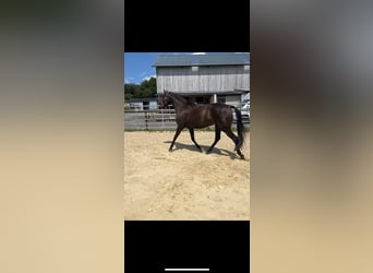 Hannoveraner, Stute, 6 Jahre, 172 cm, Schwarzbrauner