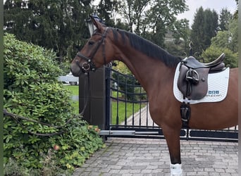 Hannoveraner, Stute, 6 Jahre, 173 cm, Brauner