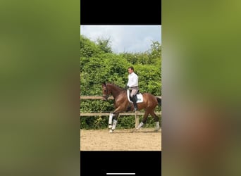 Hannoveraner, Stute, 6 Jahre, 173 cm, Brauner
