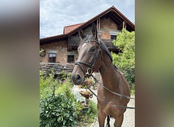 Hannoveraner, Stute, 6 Jahre, 173 cm, Dunkelbrauner