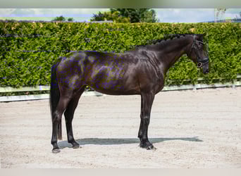 Hannoveraner, Stute, 6 Jahre, 173 cm, Rappe