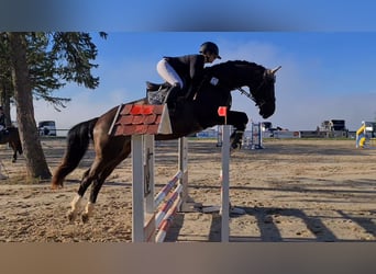 Hannoveraner, Stute, 6 Jahre, 173 cm