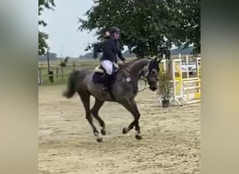 Hannoveraner, Stute, 6 Jahre, 174 cm, Apfelschimmel