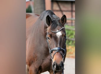 Hannoveraner, Stute, 6 Jahre, 174 cm, Brauner