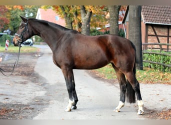 Hannoveraner, Stute, 6 Jahre, 174 cm, Brauner