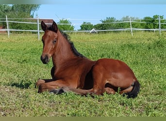 Hannoveraner, Stute, 6 Jahre, 174 cm, Brauner