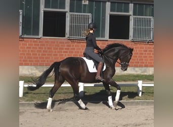 Hannoveraner, Stute, 6 Jahre, 174 cm, Dunkelbrauner